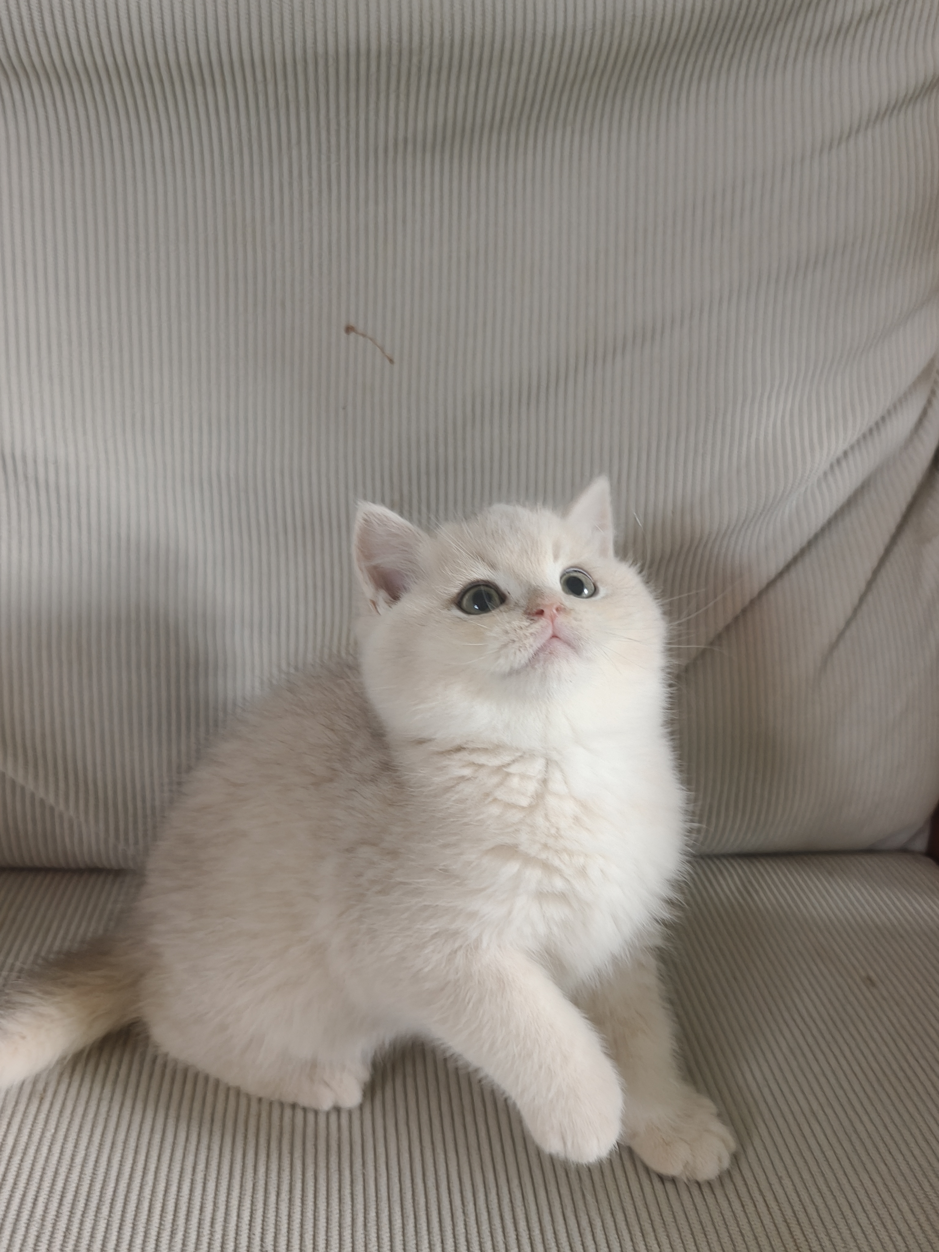 焦糖色蓝金弟弟找家，特价1688出